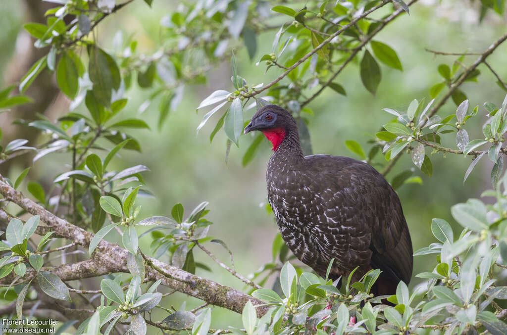Crested Guanadult, habitat, pigmentation