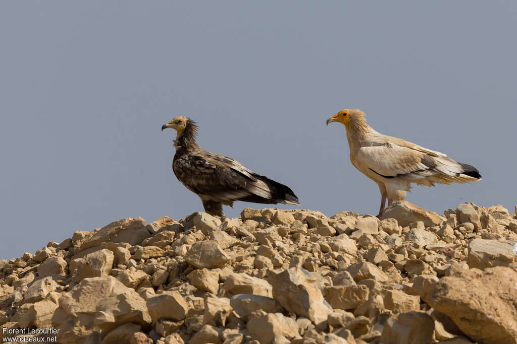 Percnoptère d'Égypte, pigmentation, Comportement