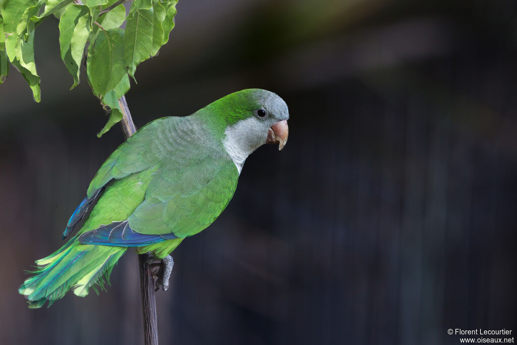 Monk Parakeet