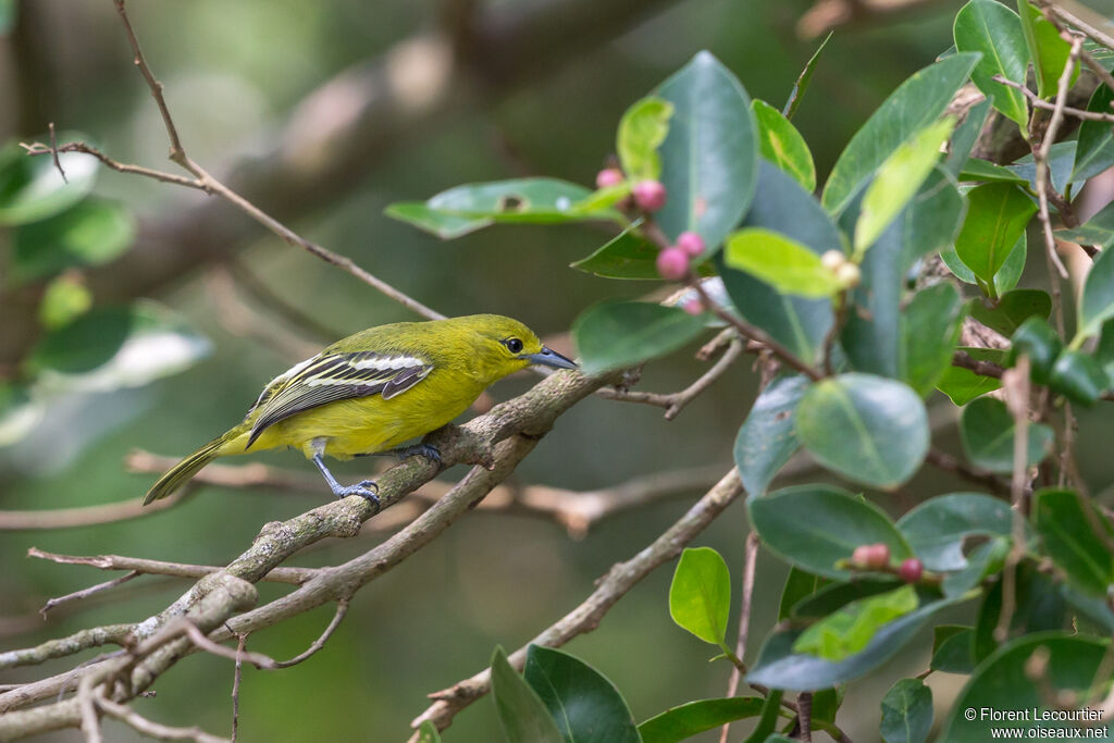 Common Iora