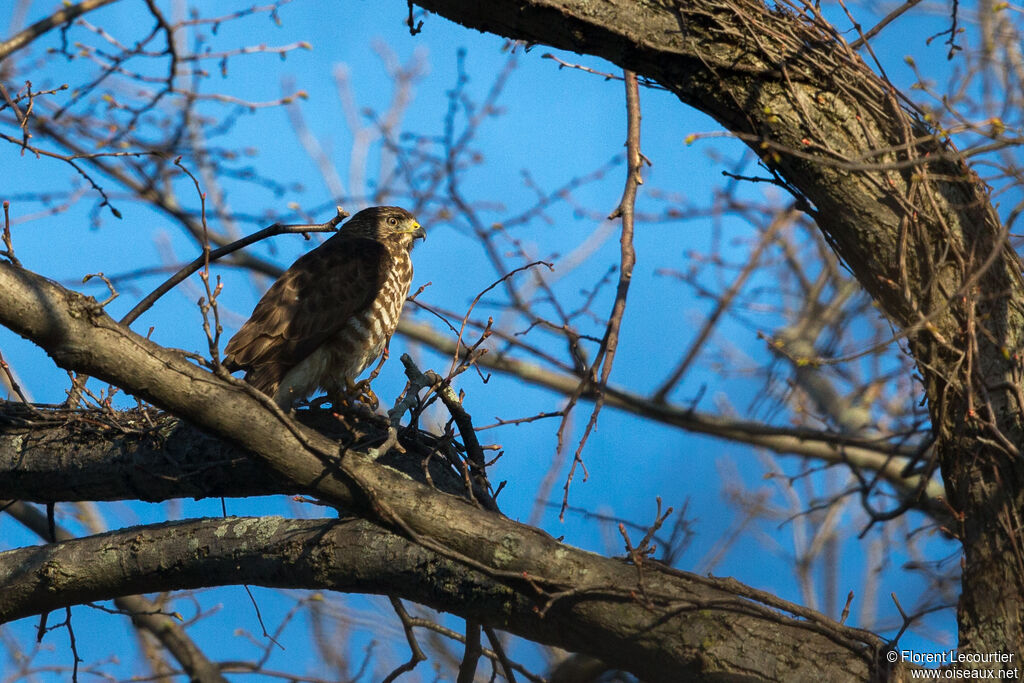 Broad-winged Hawk