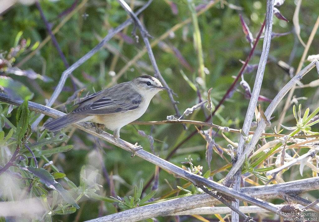 Phragmite des joncsadulte nuptial
