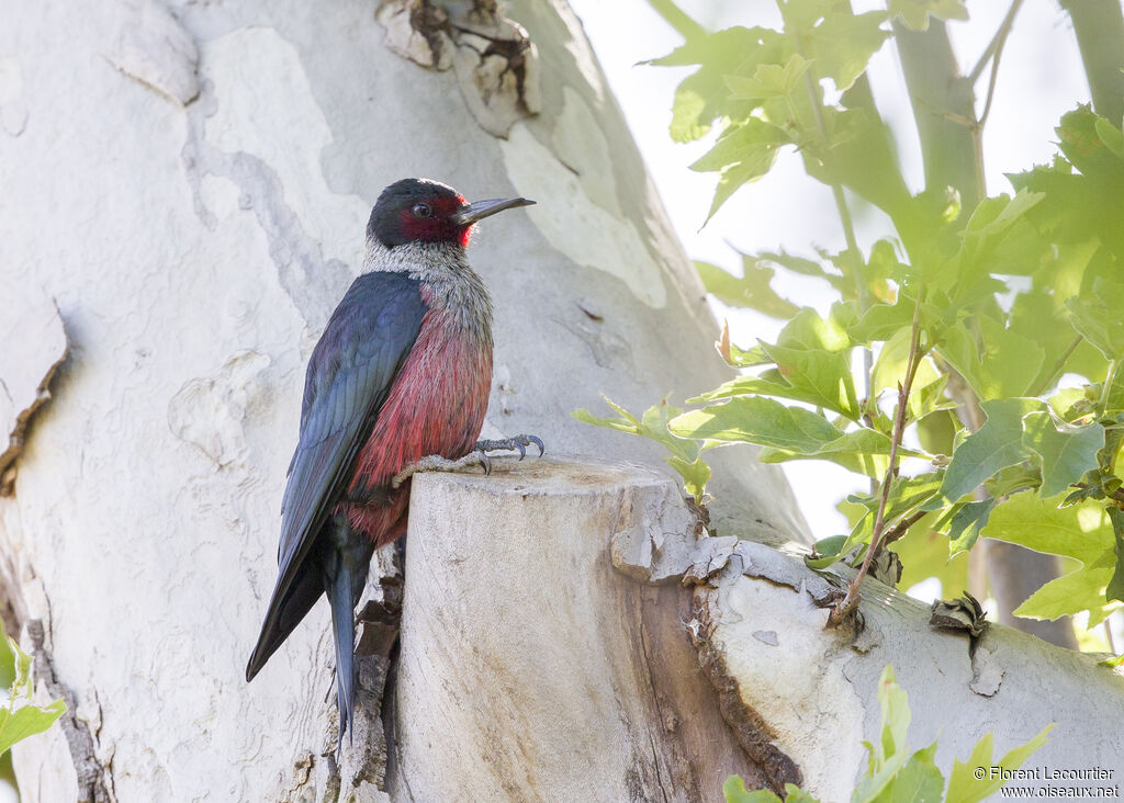 Lewis's Woodpecker