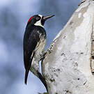 Pic glandivore