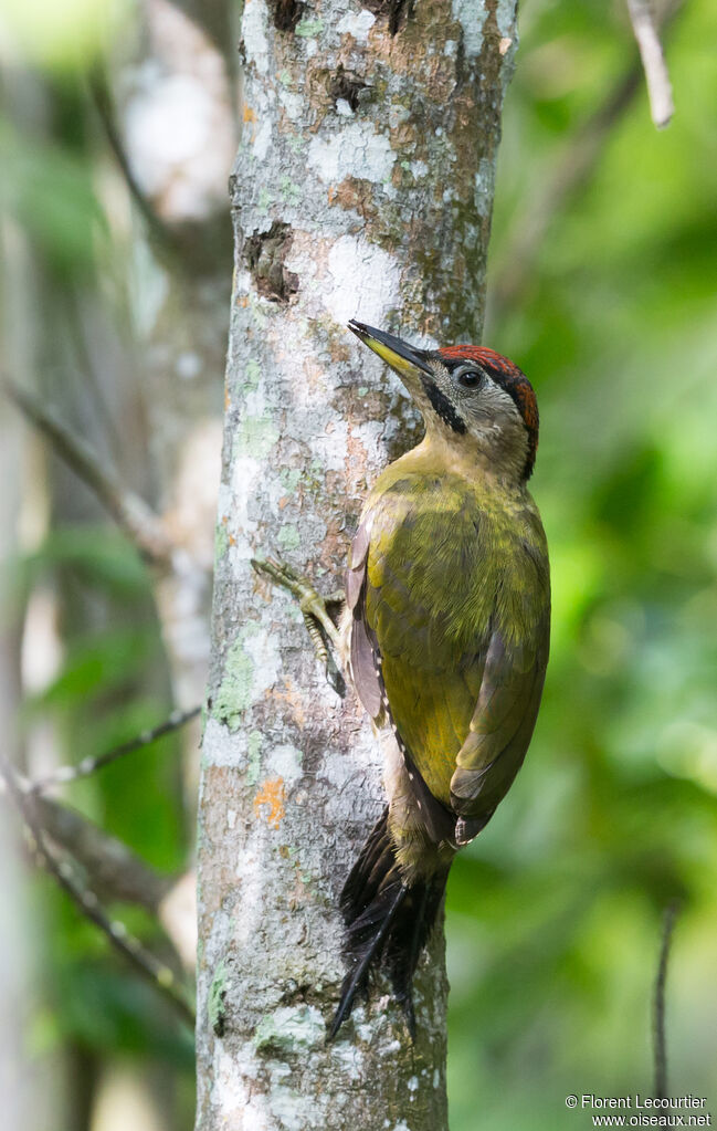 Laced Woodpecker male adult
