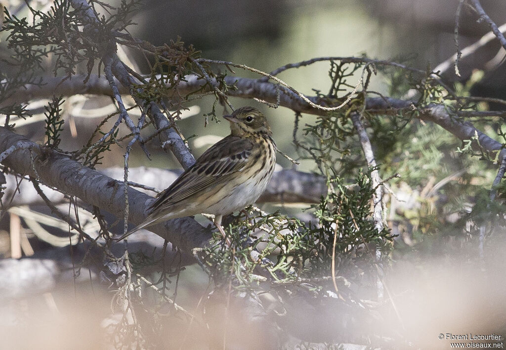 Pipit des arbres