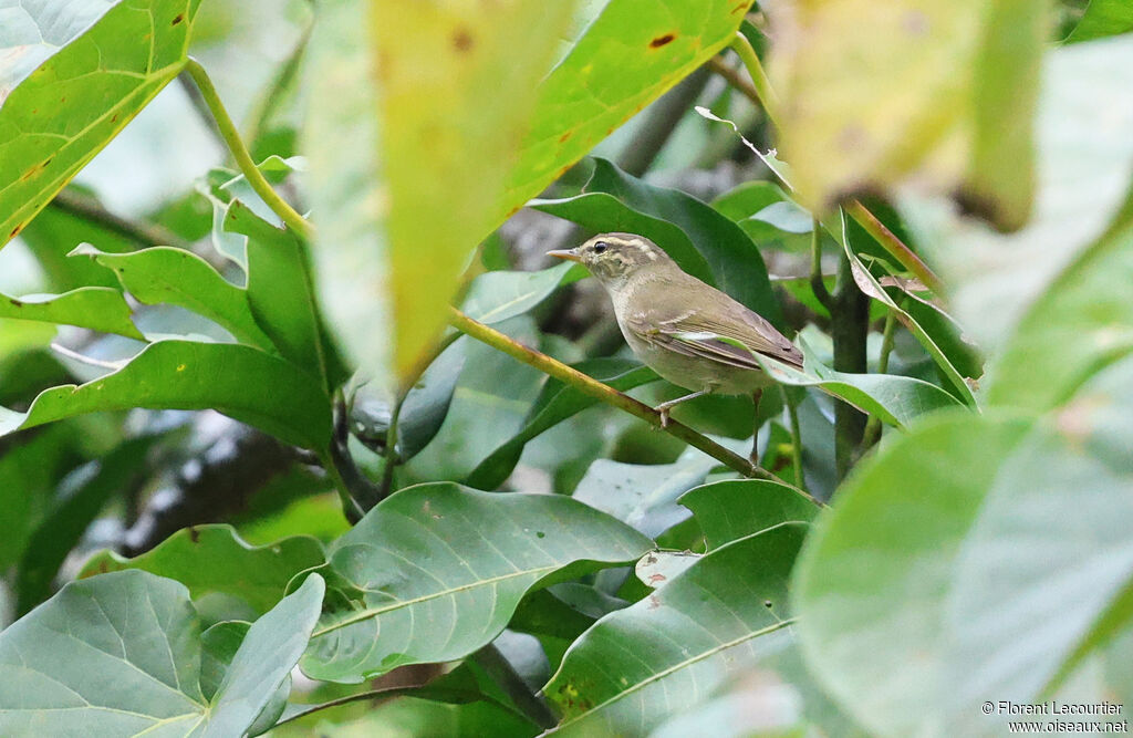 Pouillot à deux barres