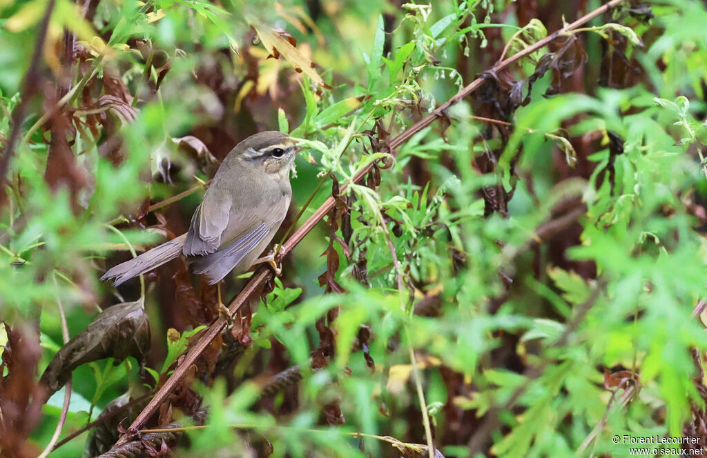 Pouillot de Milne-Edwards