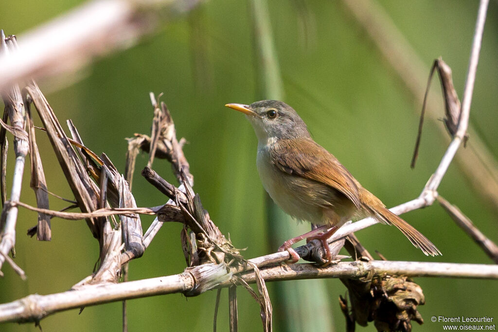 Yellow-bellied Prinia