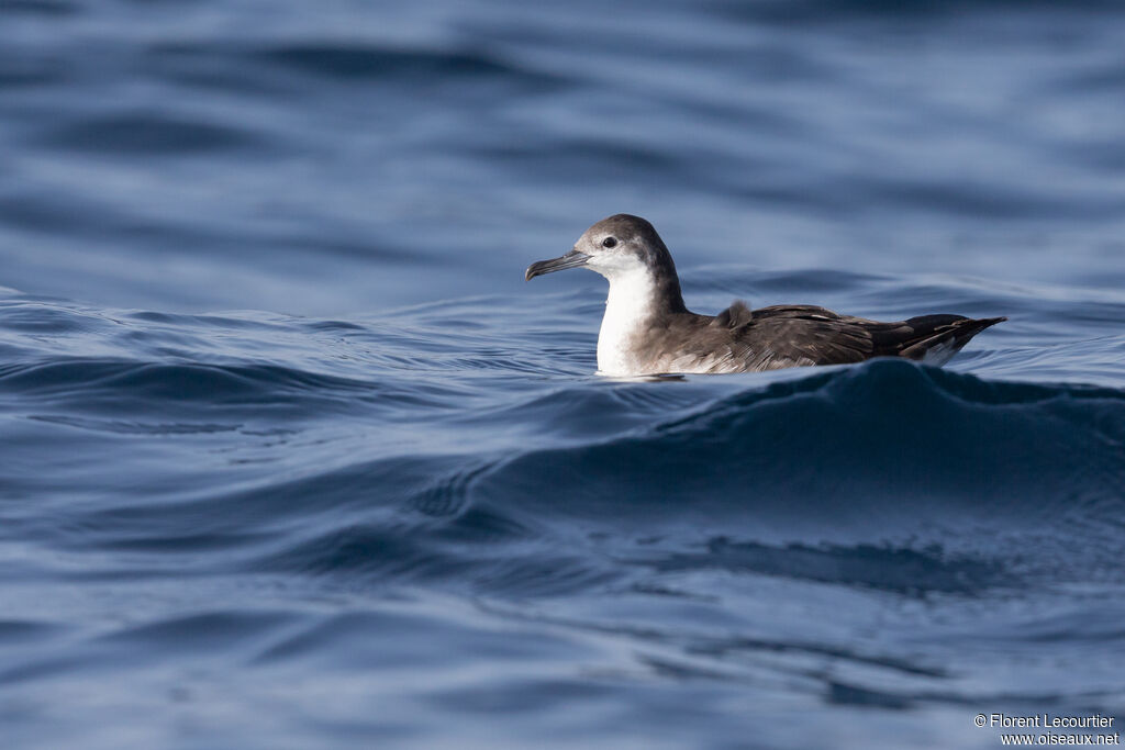 Persian Shearwater