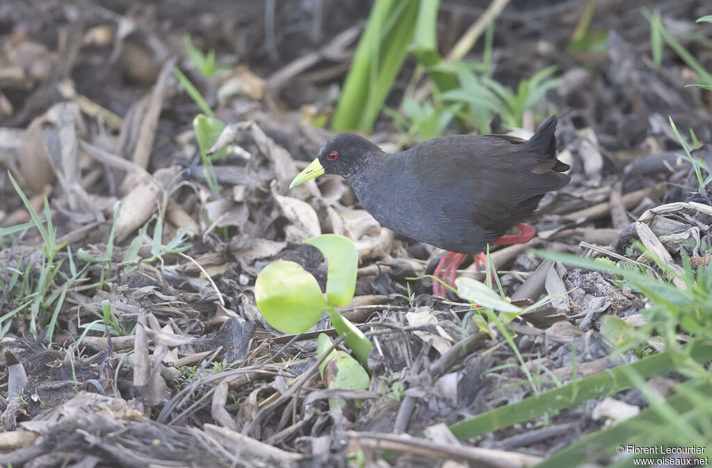 Black Crake