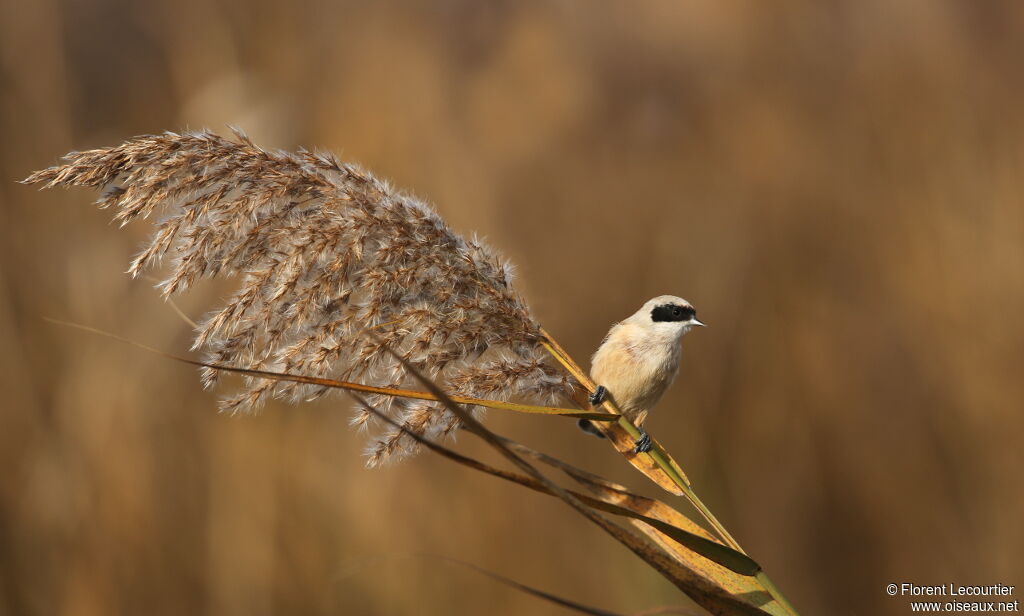 Eurasian Penduline Tit