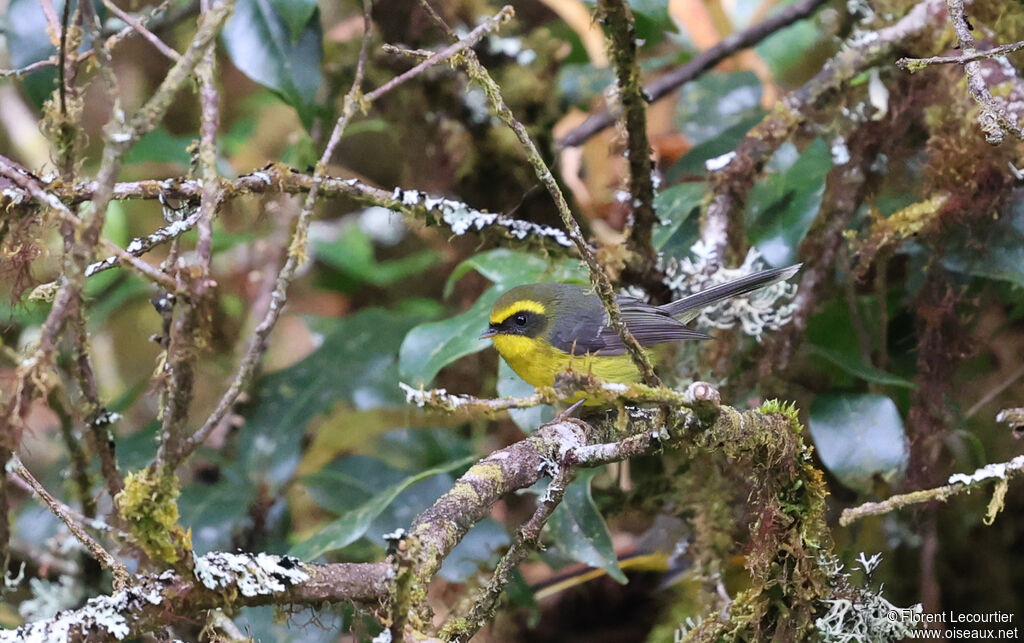 Yellow-bellied Fantail
