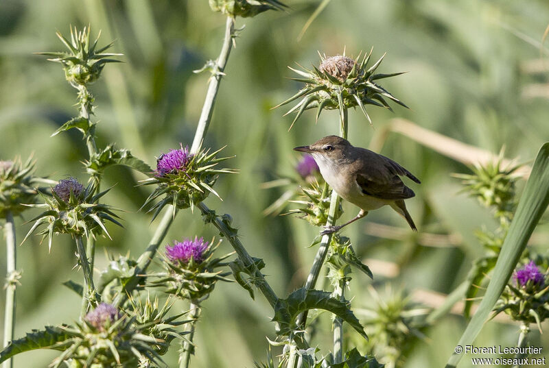 Great Reed Warbler