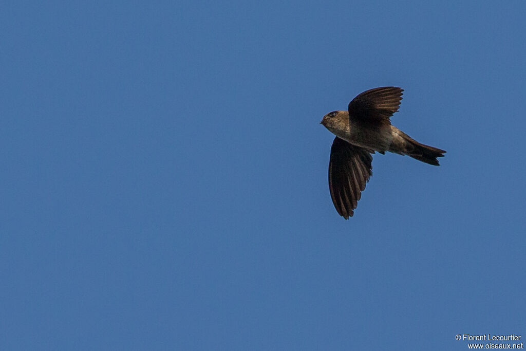 Edible-nest Swiftlet (germani)