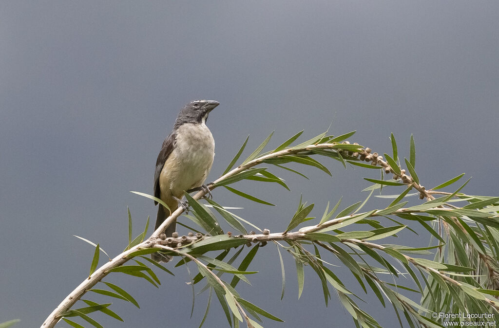 Saltator de Cabanis
