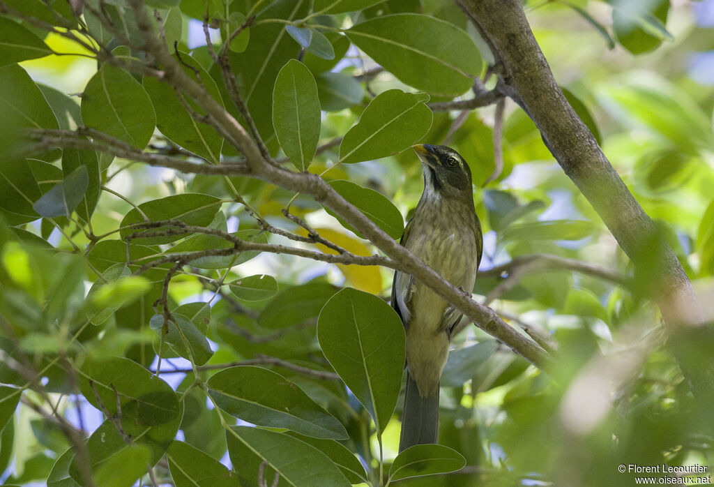 Lesser Antillean Saltator