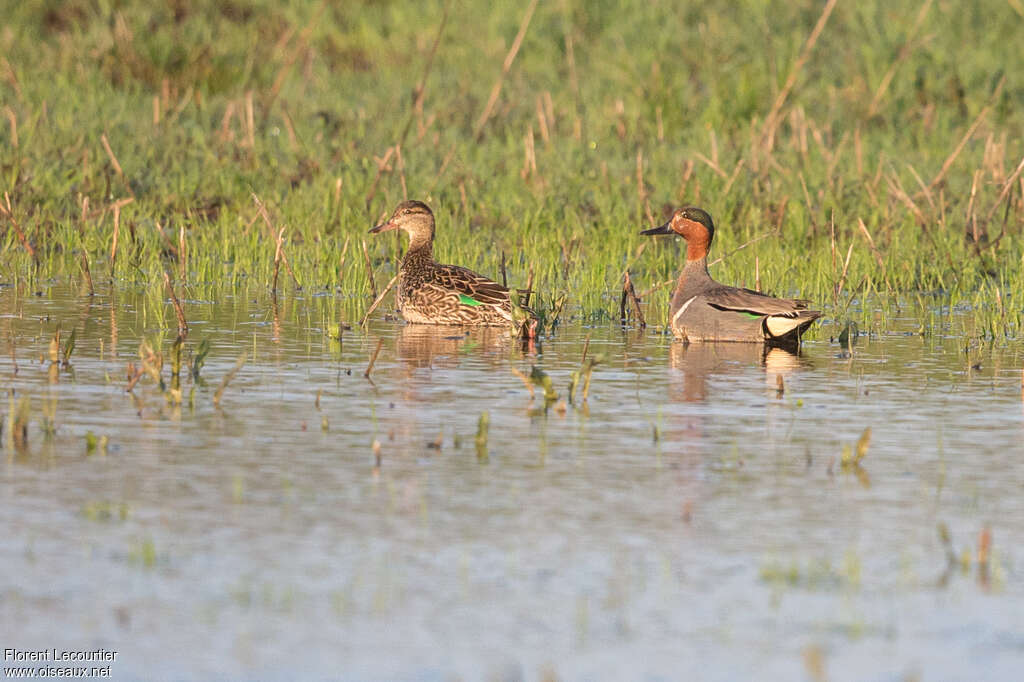 Sarcelle à ailes vertes femelle adulte, identification