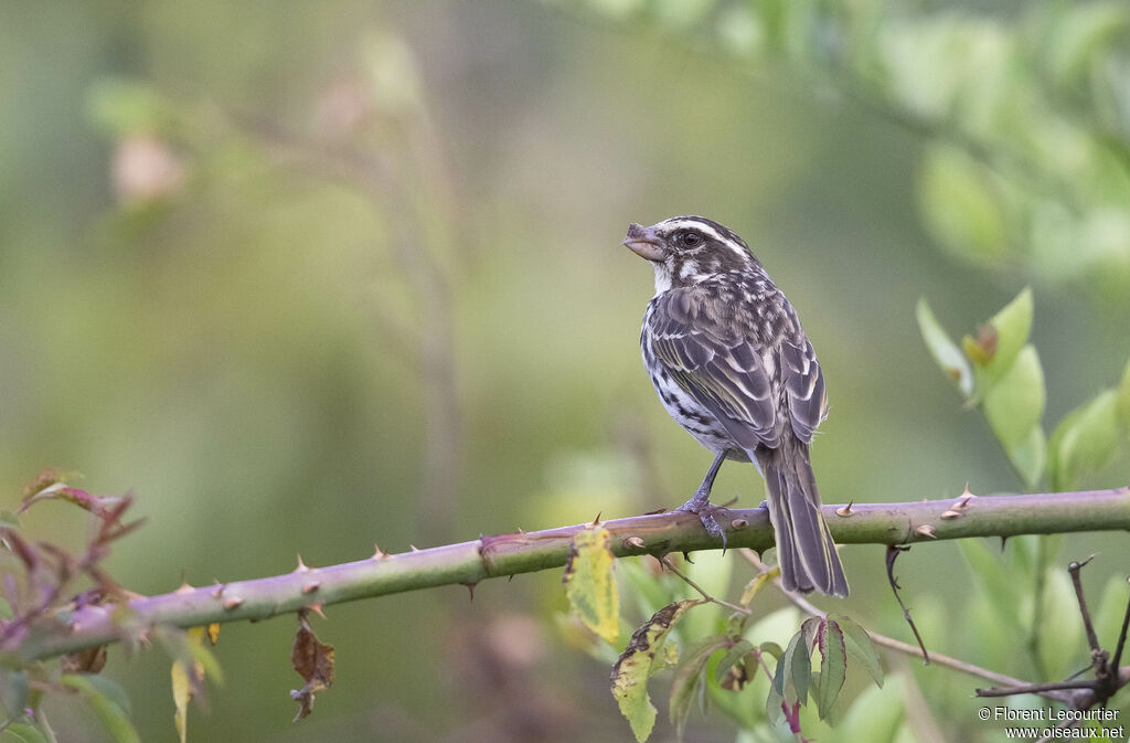 Streaky Seedeater