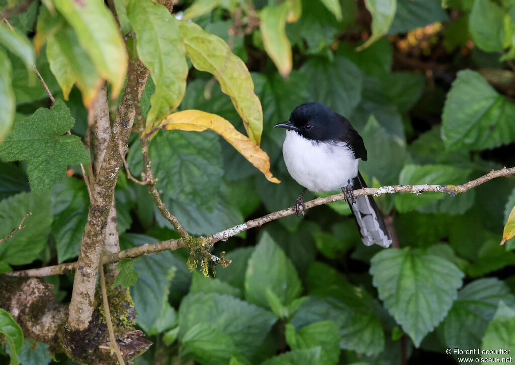 Sibia à tête noire