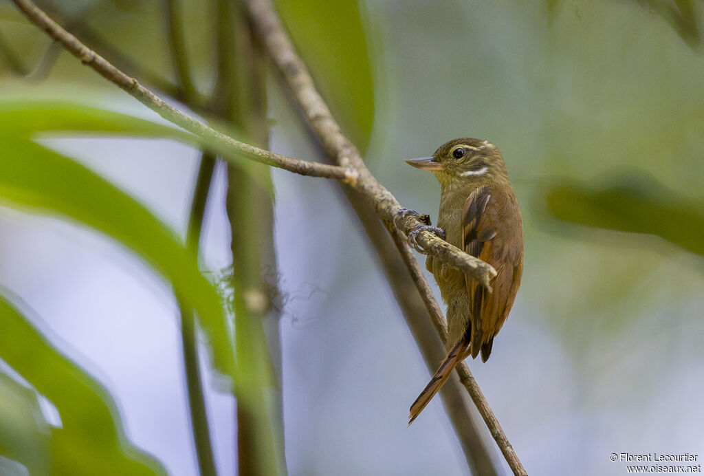 Amazonian Plain Xenops
