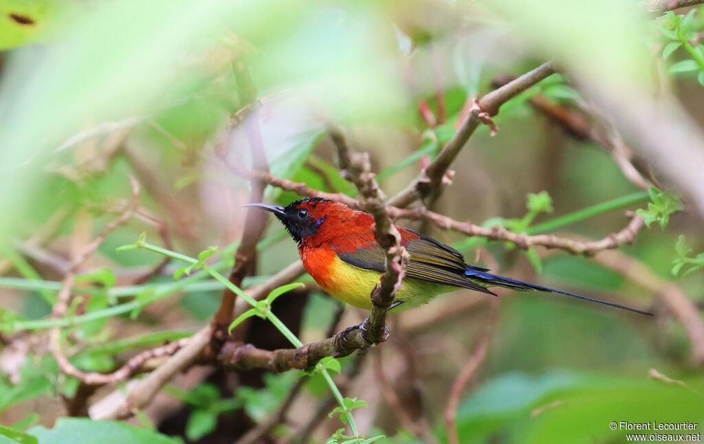 Souimanga de Gould mâle