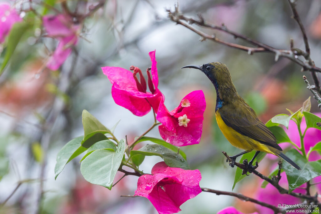 Ornate Sunbird male adult, habitat, eats