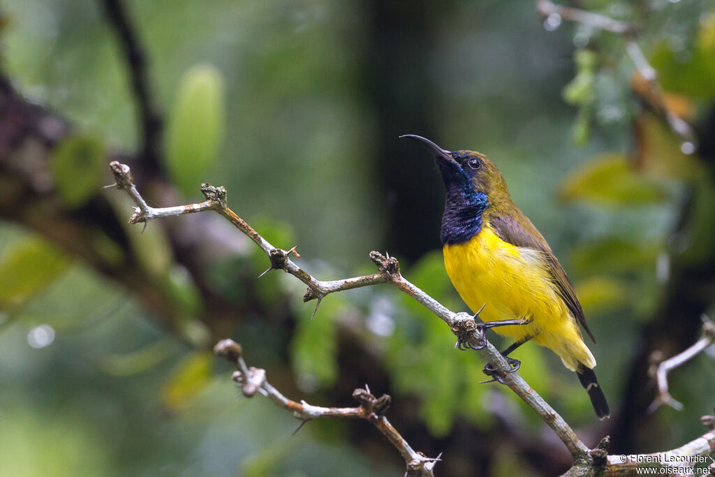 Ornate Sunbird male adult breeding