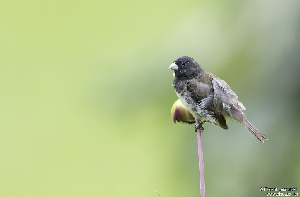 Yellow-bellied Seedeater male
