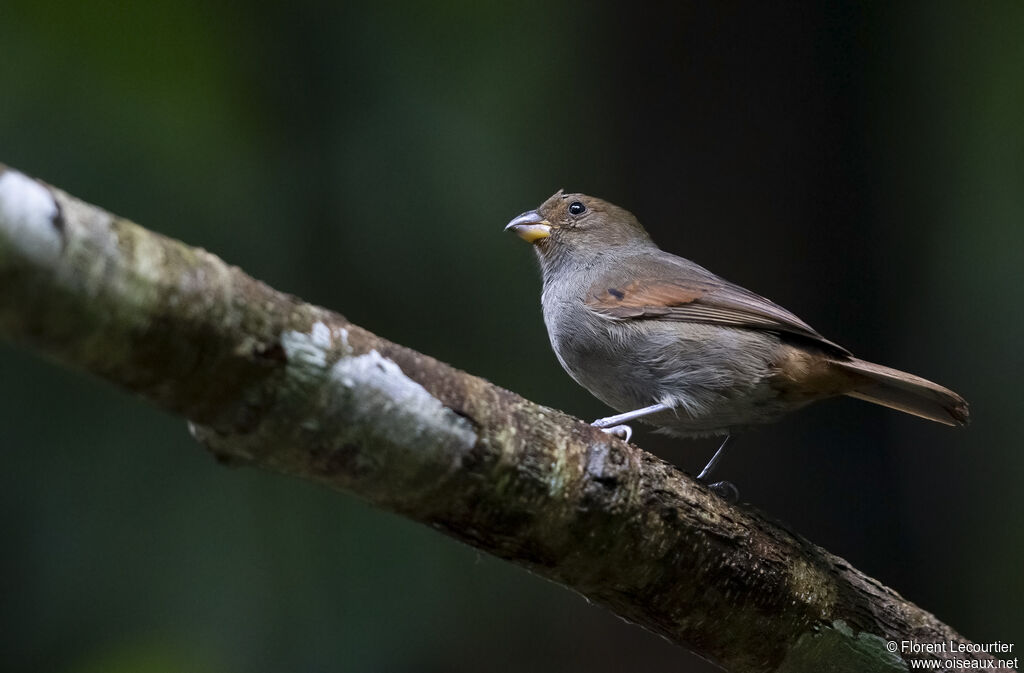 Lesser Antillean Bullfinch female