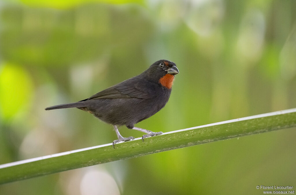 Lesser Antillean Bullfinch male
