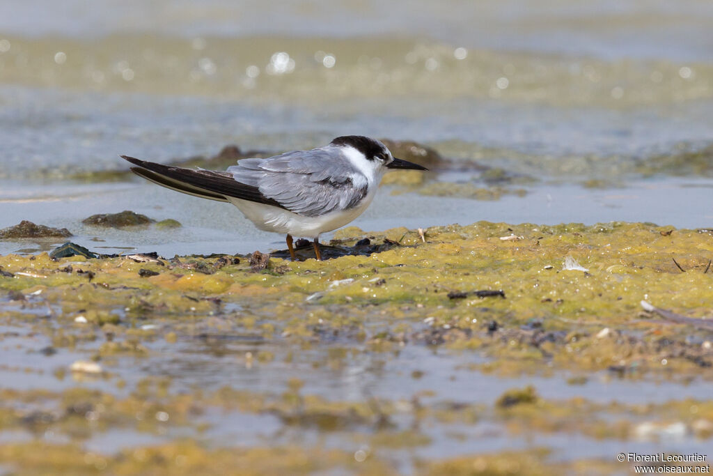 Saunders's Tern