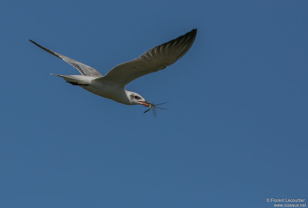 Gull-billed Tern