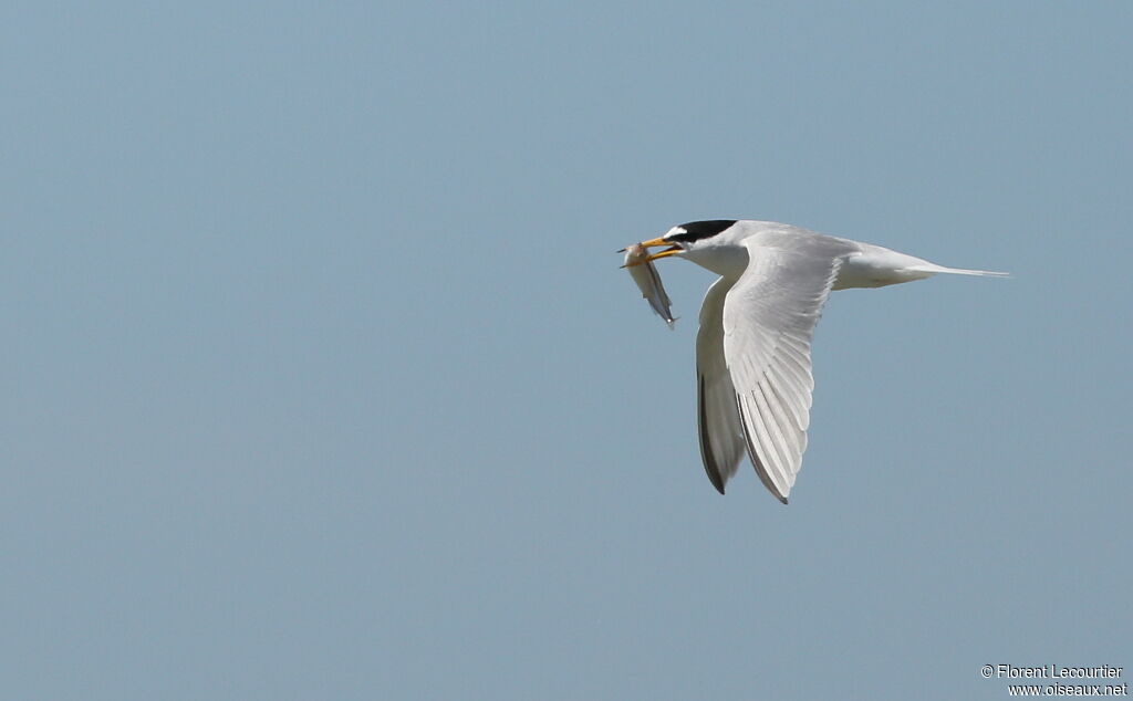 Little Tern