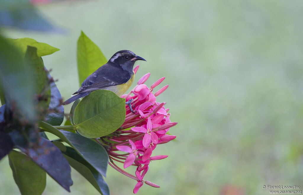Bananaquit