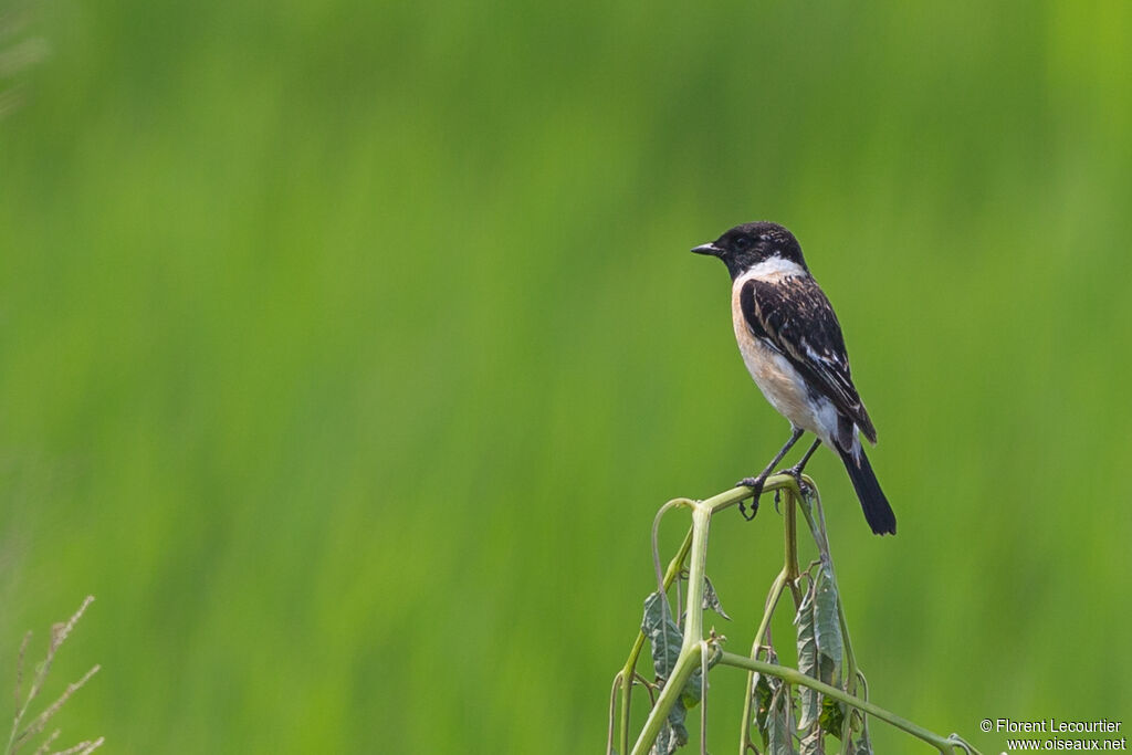 Siberian Stonechat male