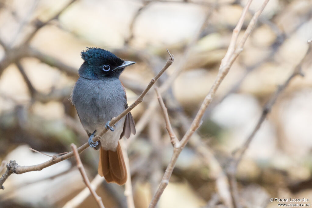African Paradise Flycatcher female