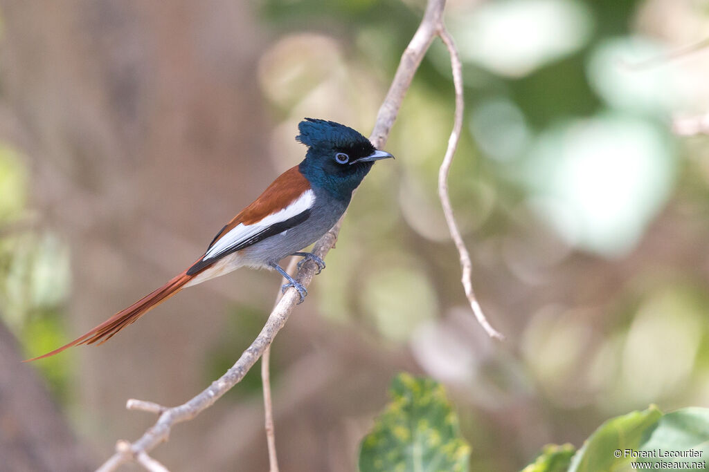 African Paradise Flycatcher male