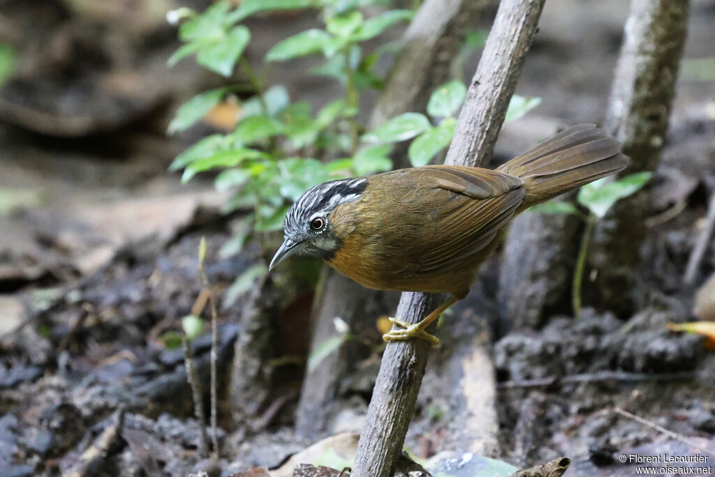 Timalie à tête rayée