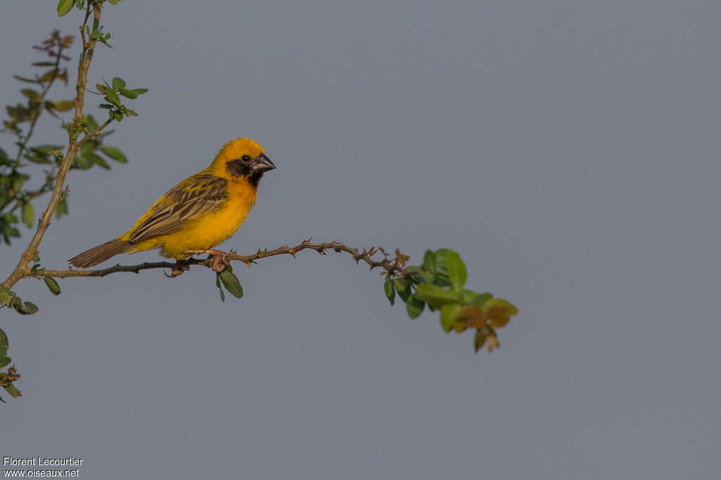 Asian Golden Weaver male adult, identification