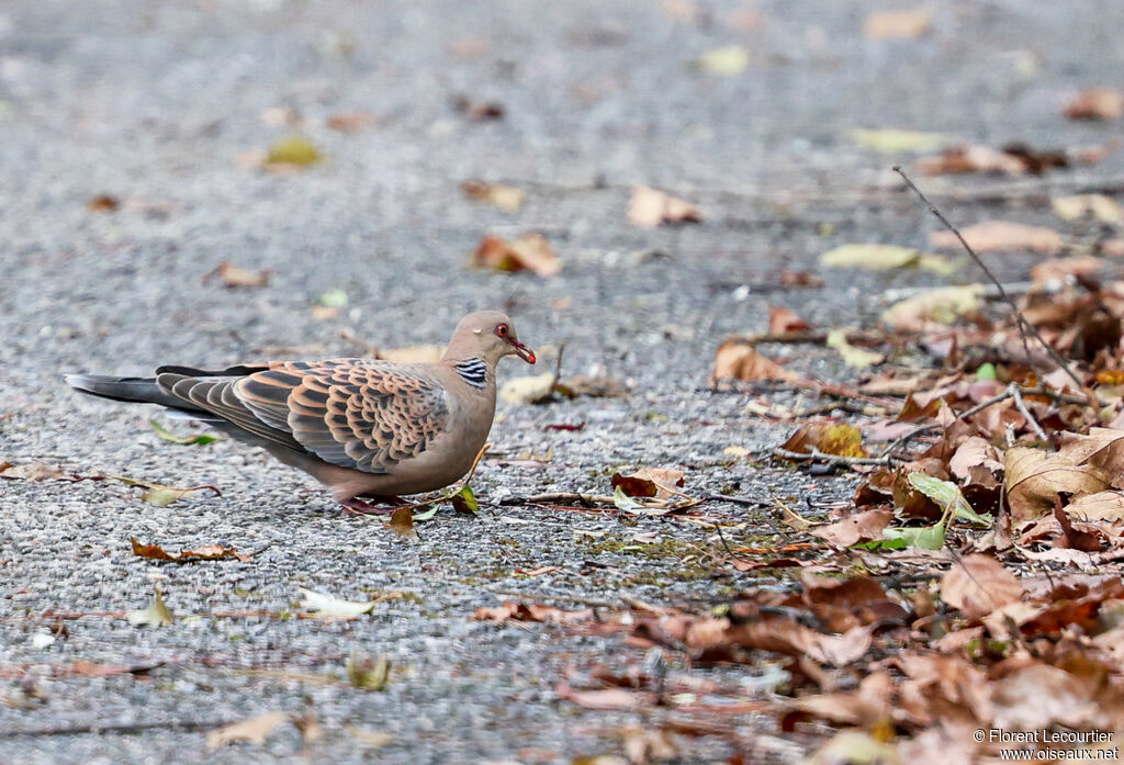 Tourterelle orientale