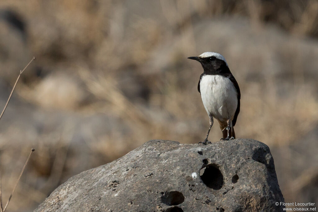 Arabian Wheatear male