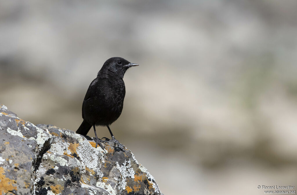 Rüppell's Black Chat