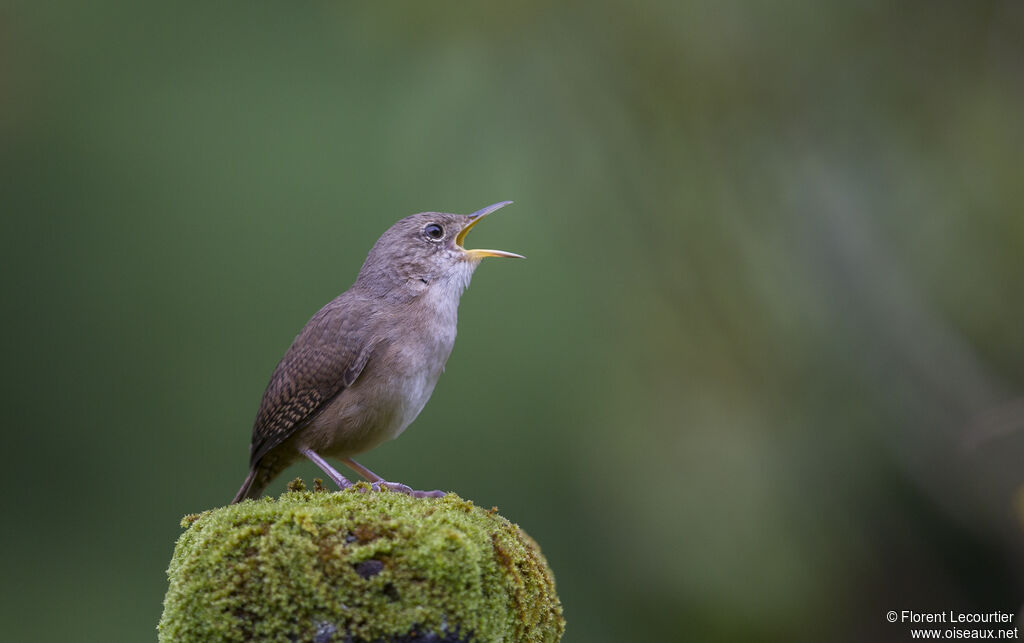 Troglodyte austral