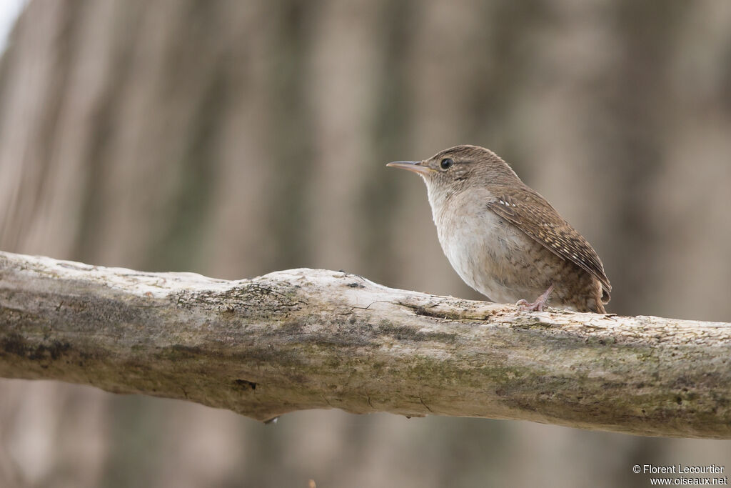 Northern House Wren