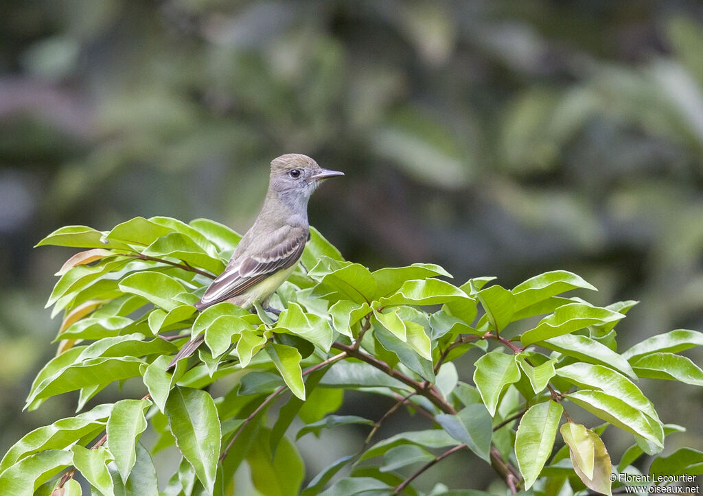 Nutting's Flycatcher