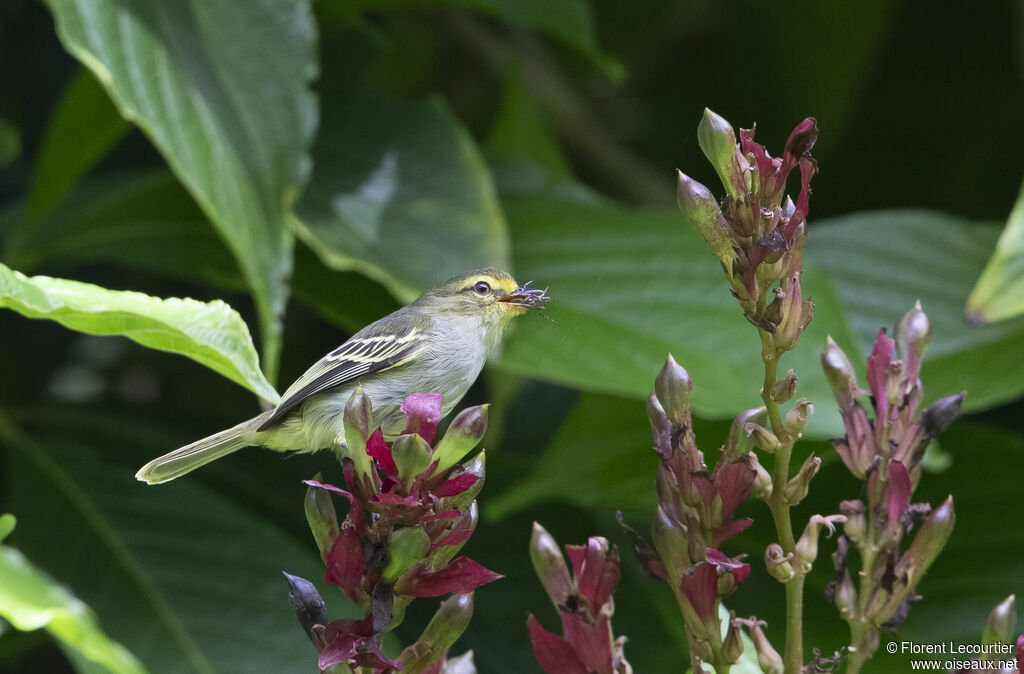 Tyranneau à face d'or
