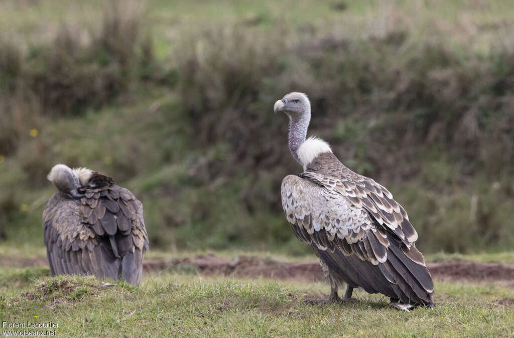 Rüppell's Vulture, habitat