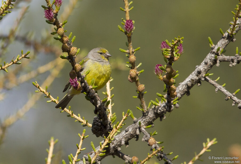 Citril Finch