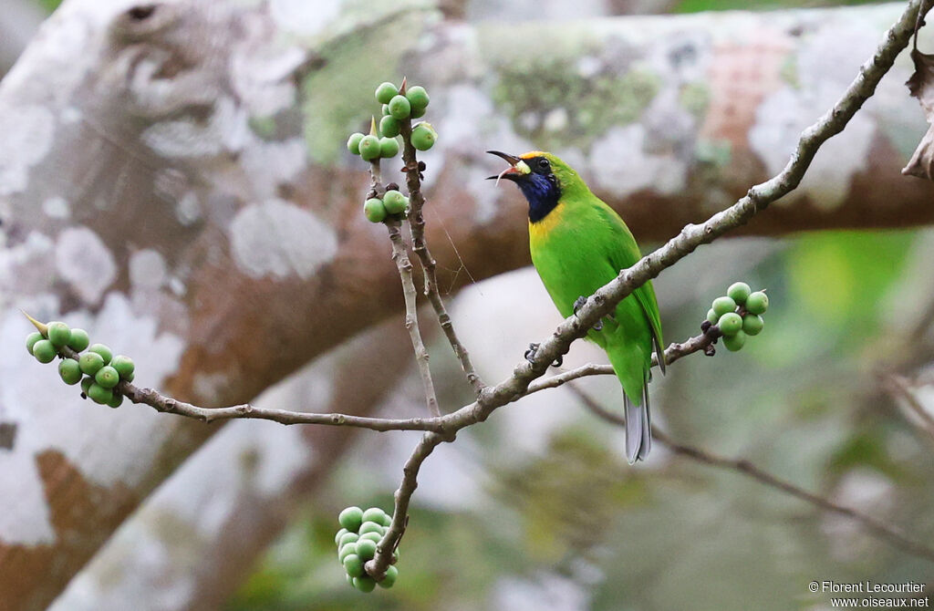 Verdin à front d'or mâle